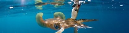 ⁦قربارة REAL FISH - DTD⁩ - الصورة ⁦3⁩