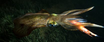 ⁦قربارة REAL FISH - DTD⁩ - الصورة ⁦5⁩
