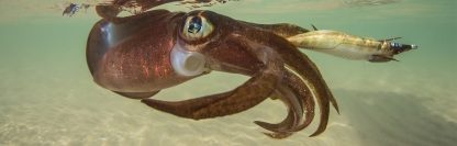 ⁦قربارة REAL FISH - DTD⁩ - الصورة ⁦4⁩