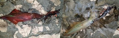 ⁦قربارة RED SHRIMP - DTD⁩ - الصورة ⁦4⁩