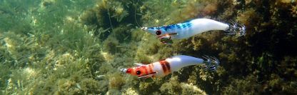 ⁦قربارة WEAK FISH - DTD⁩ - الصورة ⁦4⁩